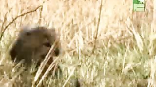 BBC Дневник большой кошки 4 сезон 1