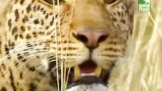 BBC Дневник большой кошки 4 сезон 1