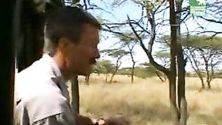 BBC Дневник большой кошки 4 сезон 2