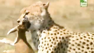 BBC Дневник большой кошки 4 сезон 2