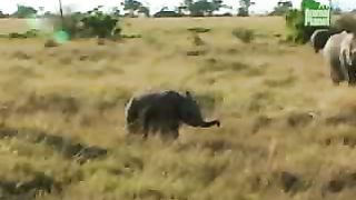 BBC Дневник большой кошки 4 сезон 2