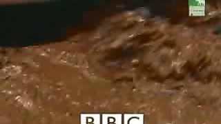 BBC Дневник большой кошки 4 сезон 3