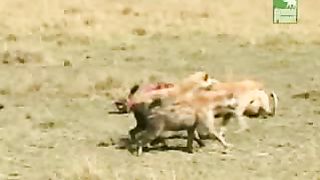 BBC Дневник большой кошки 4 сезон 3