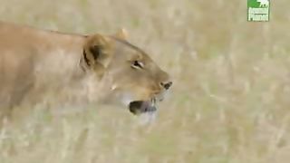 BBC Дневник большой кошки 4 сезон 3