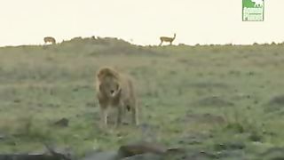 BBC Дневник большой кошки 4 сезон 3