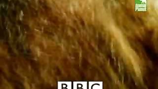 BBC Дневник большой кошки 4 сезон 4
