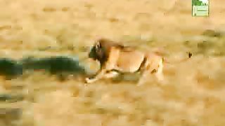 BBC Дневник большой кошки 4 сезон 4