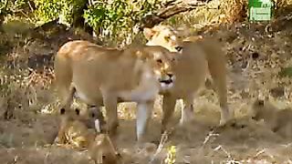 BBC Дневник большой кошки 4 сезон 4