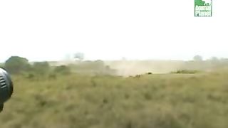 BBC Дневник большой кошки 4 сезон 5