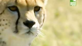 BBC Дневник большой кошки 4 сезон 5