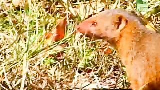 BBC Дневник большой кошки 4 сезон 5