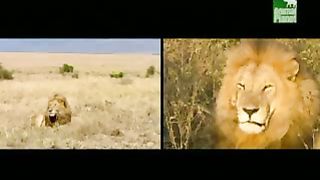 BBC Дневник большой кошки 4 сезон 6