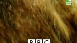 BBC Дневник большой кошки 4 сезон 7