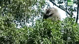 BBC Дневник большой кошки 4 сезон 7