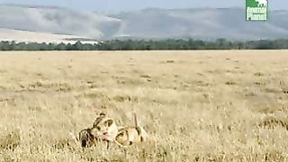 BBC Дневник большой кошки 4 сезон 7