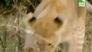 BBC Дневник большой кошки 4 сезон 7