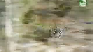 BBC Дневник большой кошки 4 сезон 8