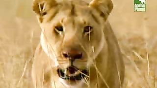 BBC Дневник большой кошки 4 сезон 8