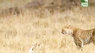 BBC Дневник большой кошки 4 сезон 8