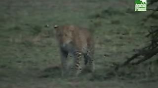 BBC Дневник большой кошки 3 сезон 1