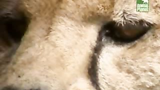 BBC Дневник большой кошки 3 сезон 1