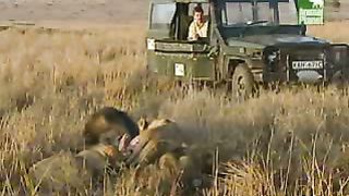 BBC Дневник большой кошки 3 сезон 1