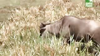 BBC Дневник большой кошки 3 сезон 2