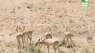 BBC Дневник большой кошки 3 сезон 2