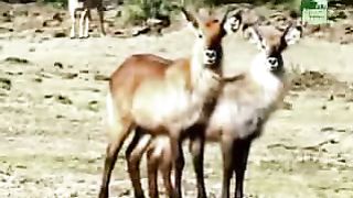 BBC Дневник большой кошки 3 сезон 2