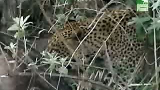 BBC Дневник большой кошки 3 сезон 2