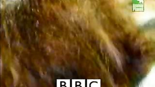 BBC Дневник большой кошки 3 сезон 3