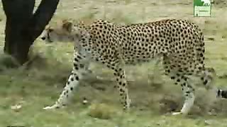 BBC Дневник большой кошки 3 сезон 3