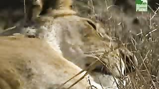 BBC Дневник большой кошки 3 сезон 3