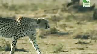 BBC Дневник большой кошки 3 сезон 3