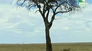 BBC Дневник большой кошки 3 сезон 3