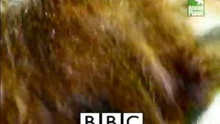 BBC Дневник большой кошки 3 сезон 4