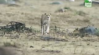 BBC Дневник большой кошки 3 сезон 4