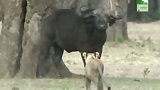 BBC Дневник большой кошки 3 сезон 4