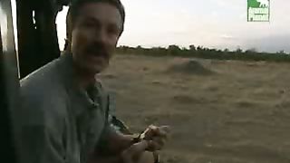 BBC Дневник большой кошки 3 сезон 4