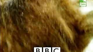 BBC Дневник большой кошки 3 сезон 5