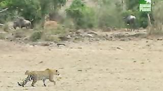 BBC Дневник большой кошки 3 сезон 5