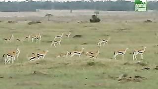 BBC Дневник большой кошки 3 сезон 5