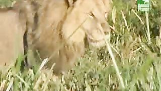 BBC Дневник большой кошки 3 сезон 5