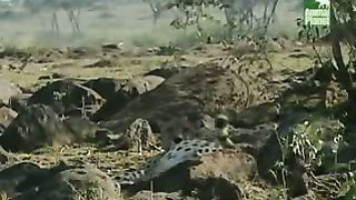 BBC Дневник большой кошки 3 сезон 5