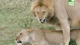 BBC Дневник большой кошки 3 сезон 6