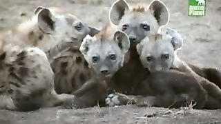 BBC Дневник большой кошки 3 сезон 6