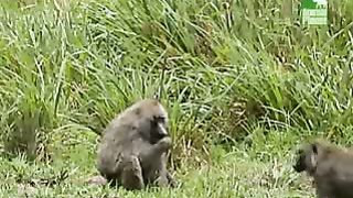 BBC Дневник большой кошки 3 сезон 6