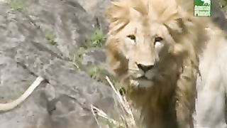 BBC Дневник большой кошки 3 сезон 7