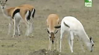 BBC Дневник большой кошки 3 сезон 7