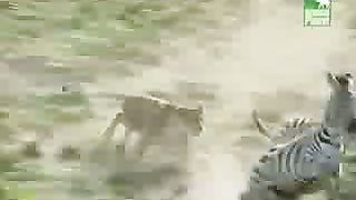 BBC Дневник большой кошки 3 сезон 7